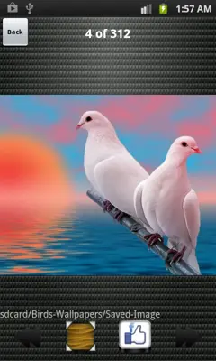 Birds Wallpapers HD android App screenshot 3