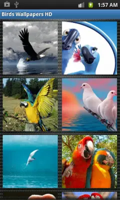 Birds Wallpapers HD android App screenshot 4